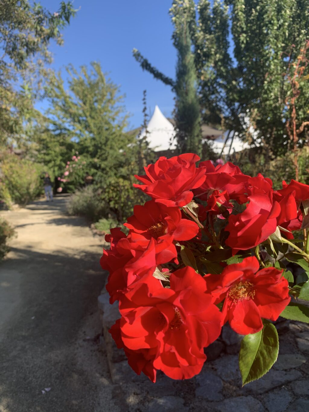 Red flowers